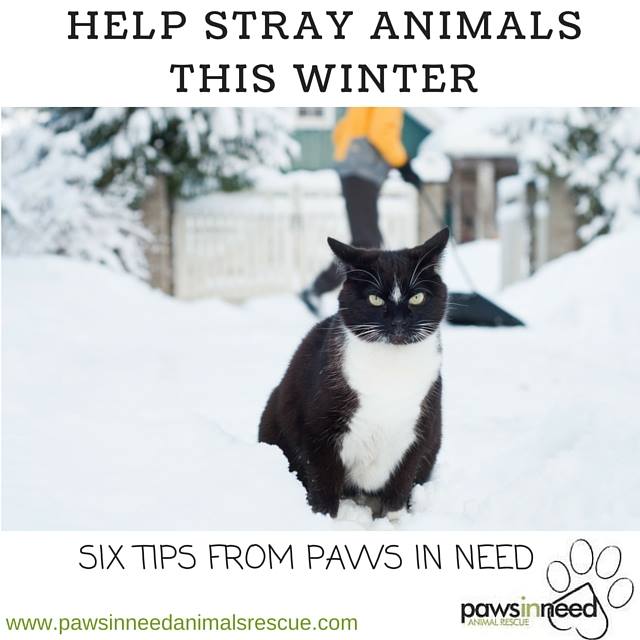 helping stray animals this winter - 6 tips - Paws in Need Animal Rescue